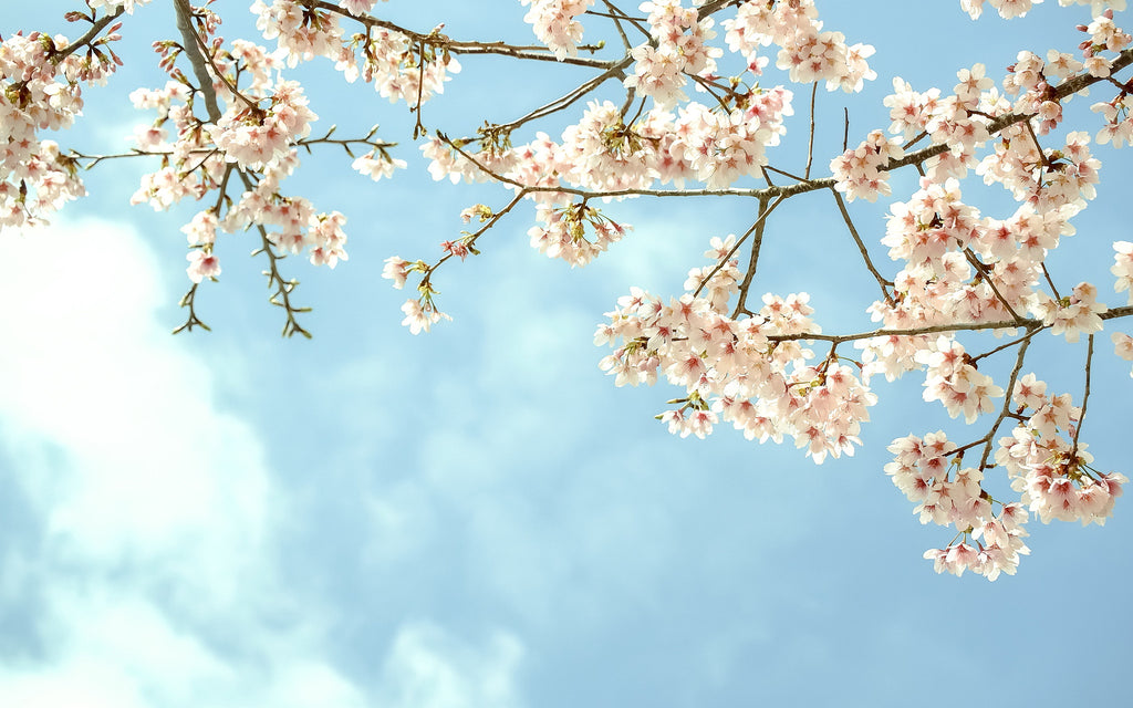 The Beauty Of Outdoors